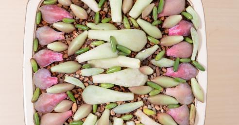 3 Experimental And Mind-Bending Aloe Types With Pictures Techniques That You Won't See In Textbooks 3 Experimental And Mind-Bending Aloe Types With Pictures Techniques That You Won't See In Textbooks