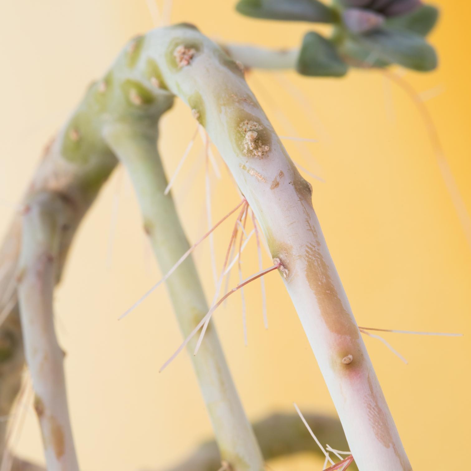 Are aerial roots on succulents normal? Succulents and Sunshine