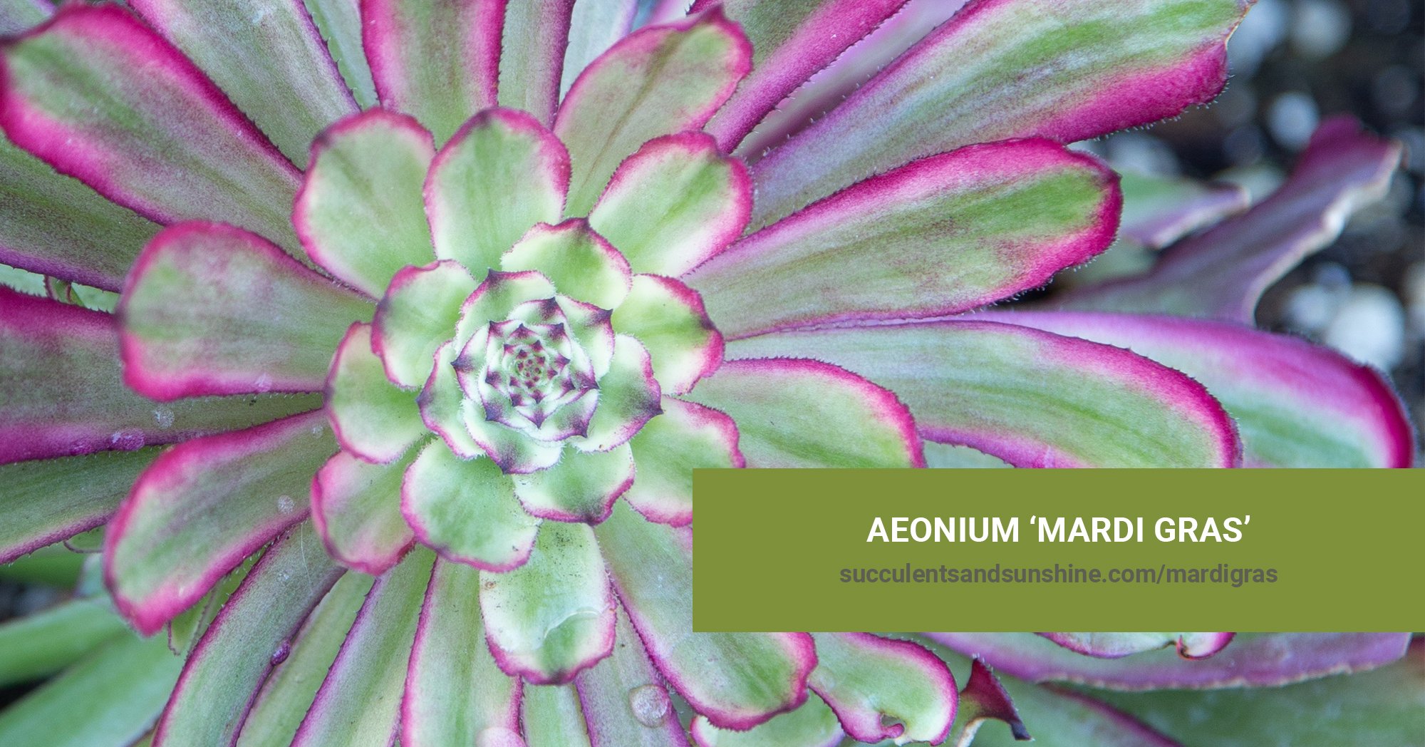 aeonium fiesta vs mardi gras
