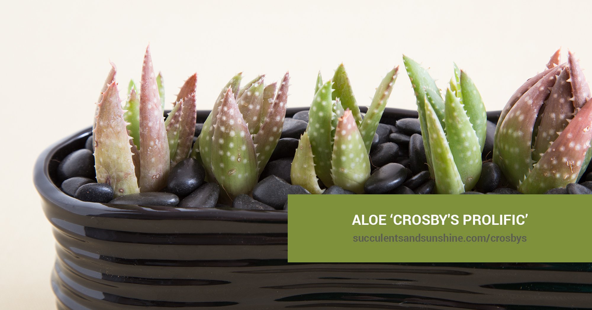 Aloe 'Crosby's Prolific' | Succulents and Sunshine