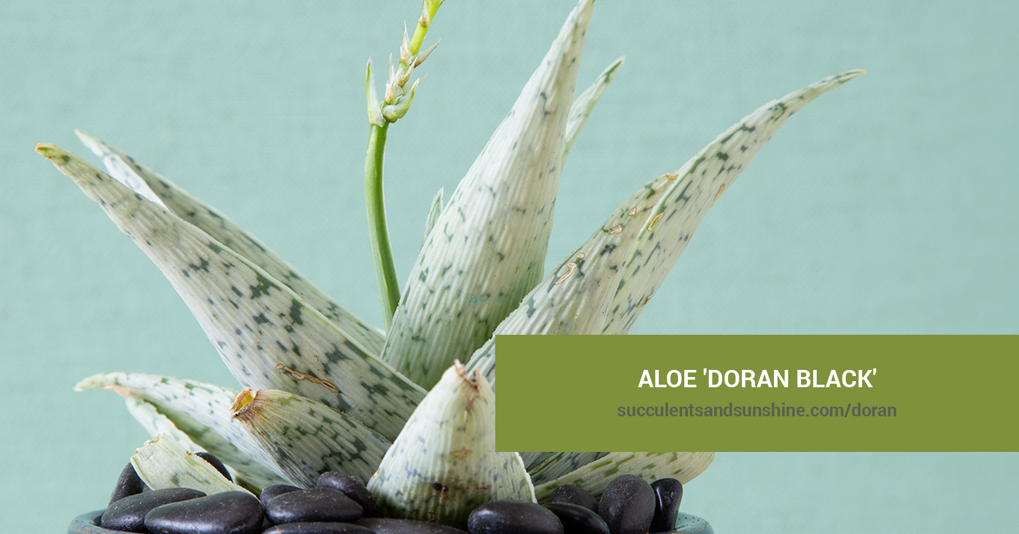 Aloe 'Doran Black' | Succulents and Sunshine