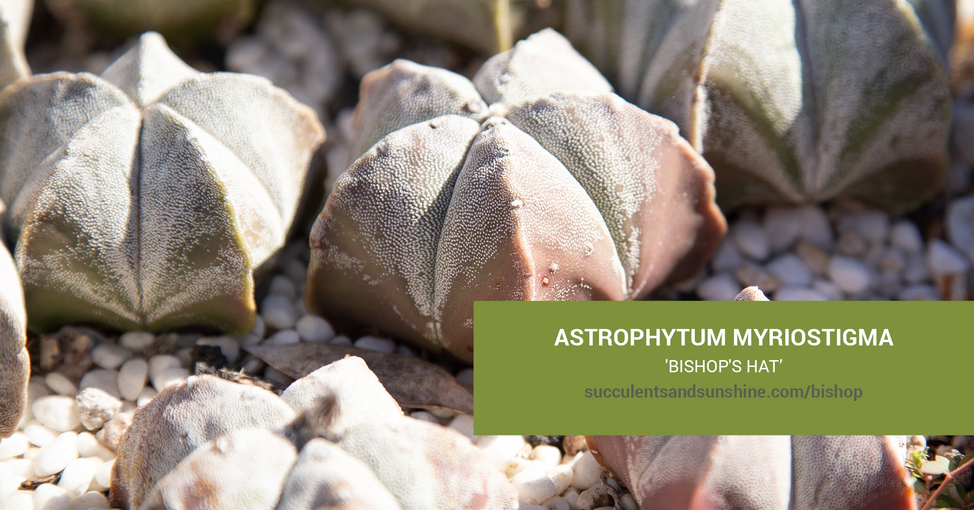 Astrophytum myriostigma 'Bishop's Hat' | Succulents and Sunshine