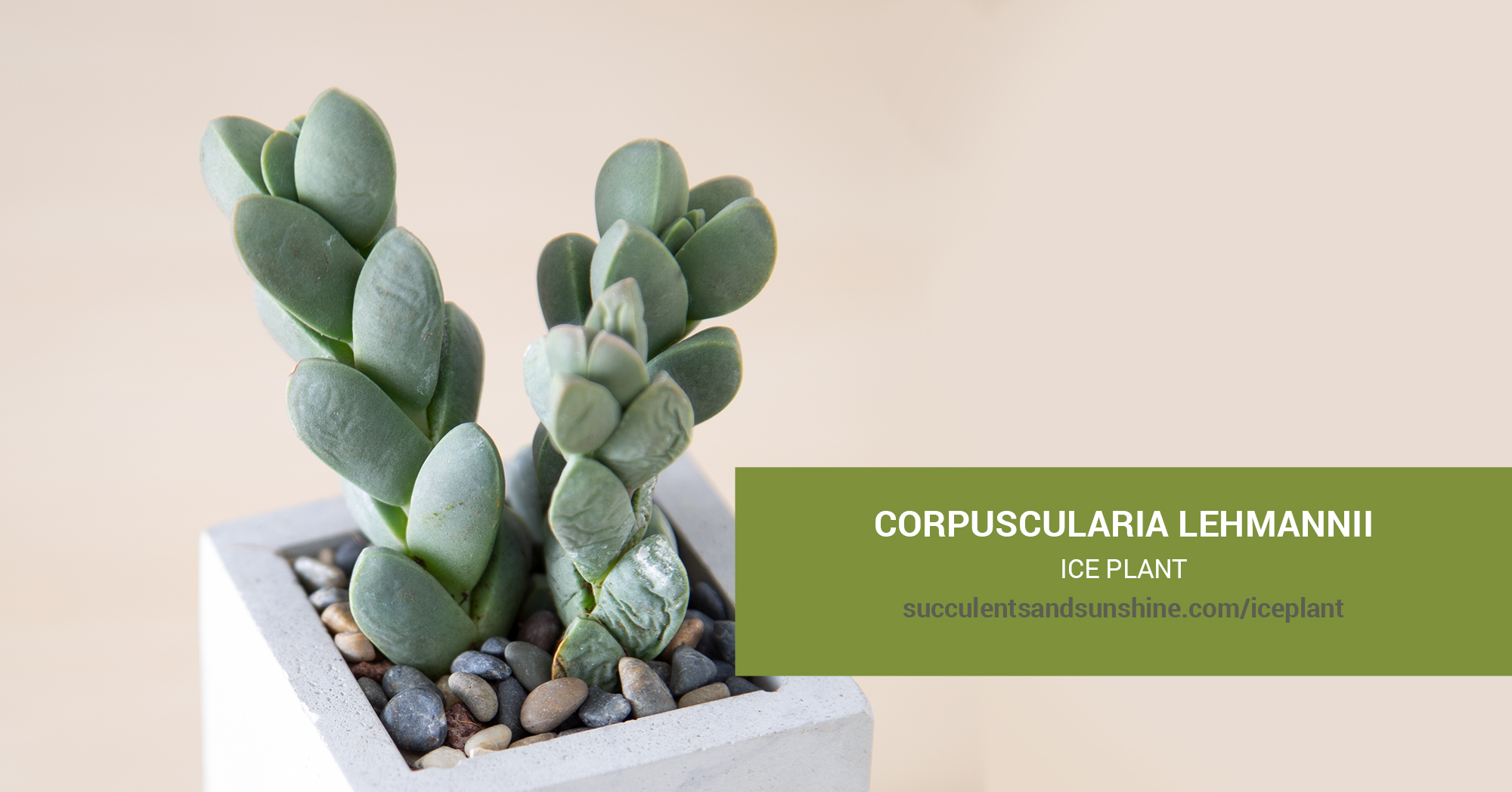5 Fresh Corpuscularia Lehmannii 'Ice' & Astridia Velutina Succulent Cuttings – DesertViewCactus