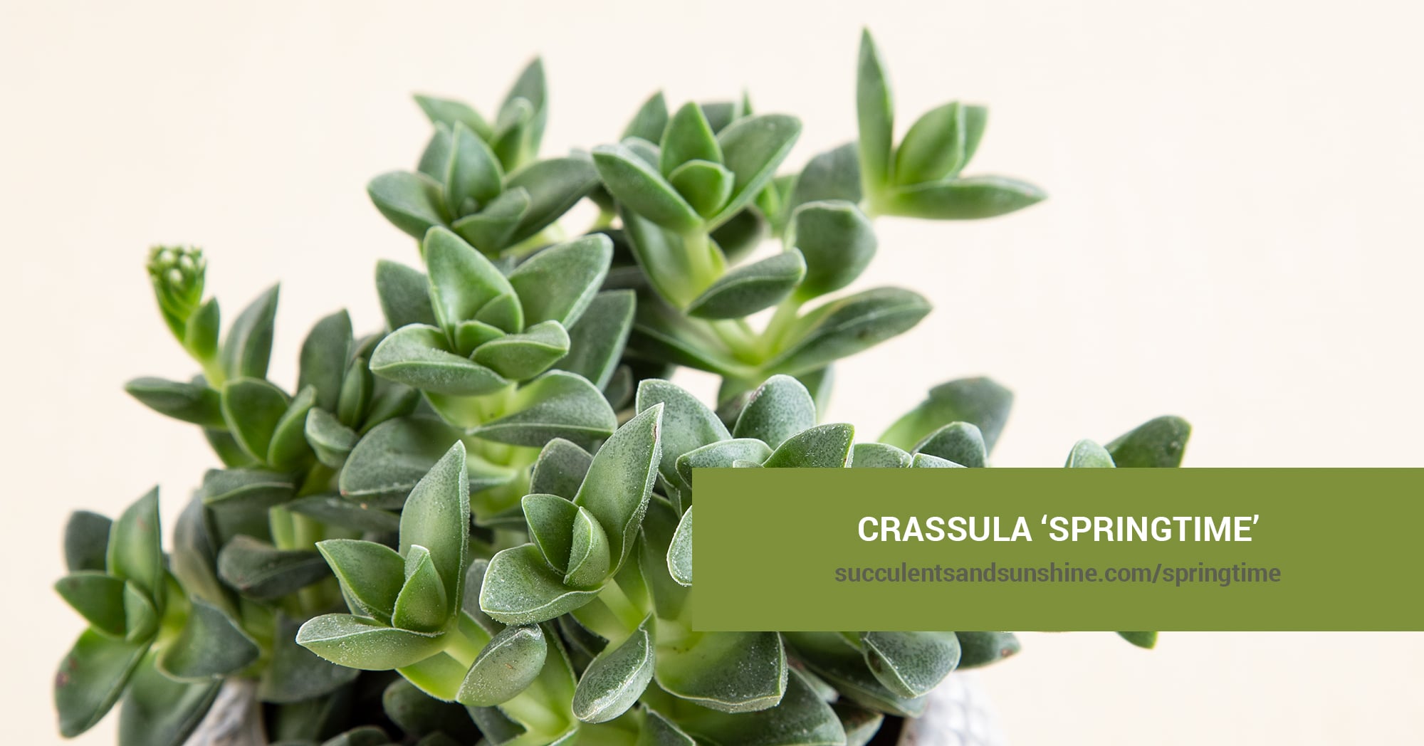 Crassula 'Springtime' | Succulents and Sunshine