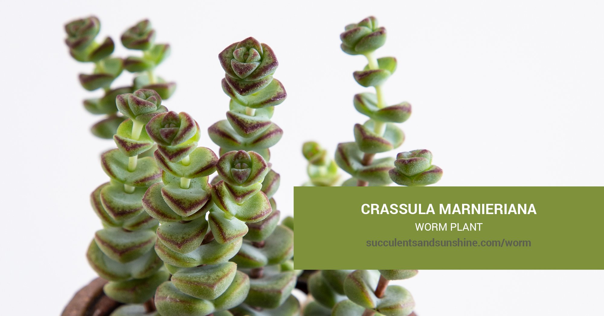 Health and High Quality Crassula Baby Necklace For Sale