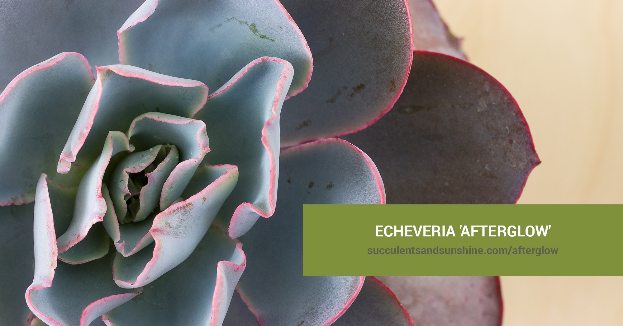 Echeveria 'Afterglow' | Succulents and Sunshine, image size:2000x1048