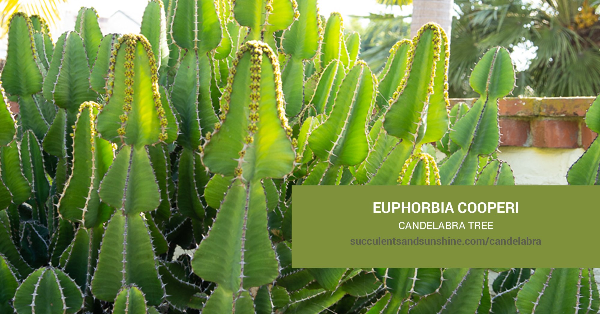 Euphorbia cooperi “Candelabra Tree” Succulents and Sunshine