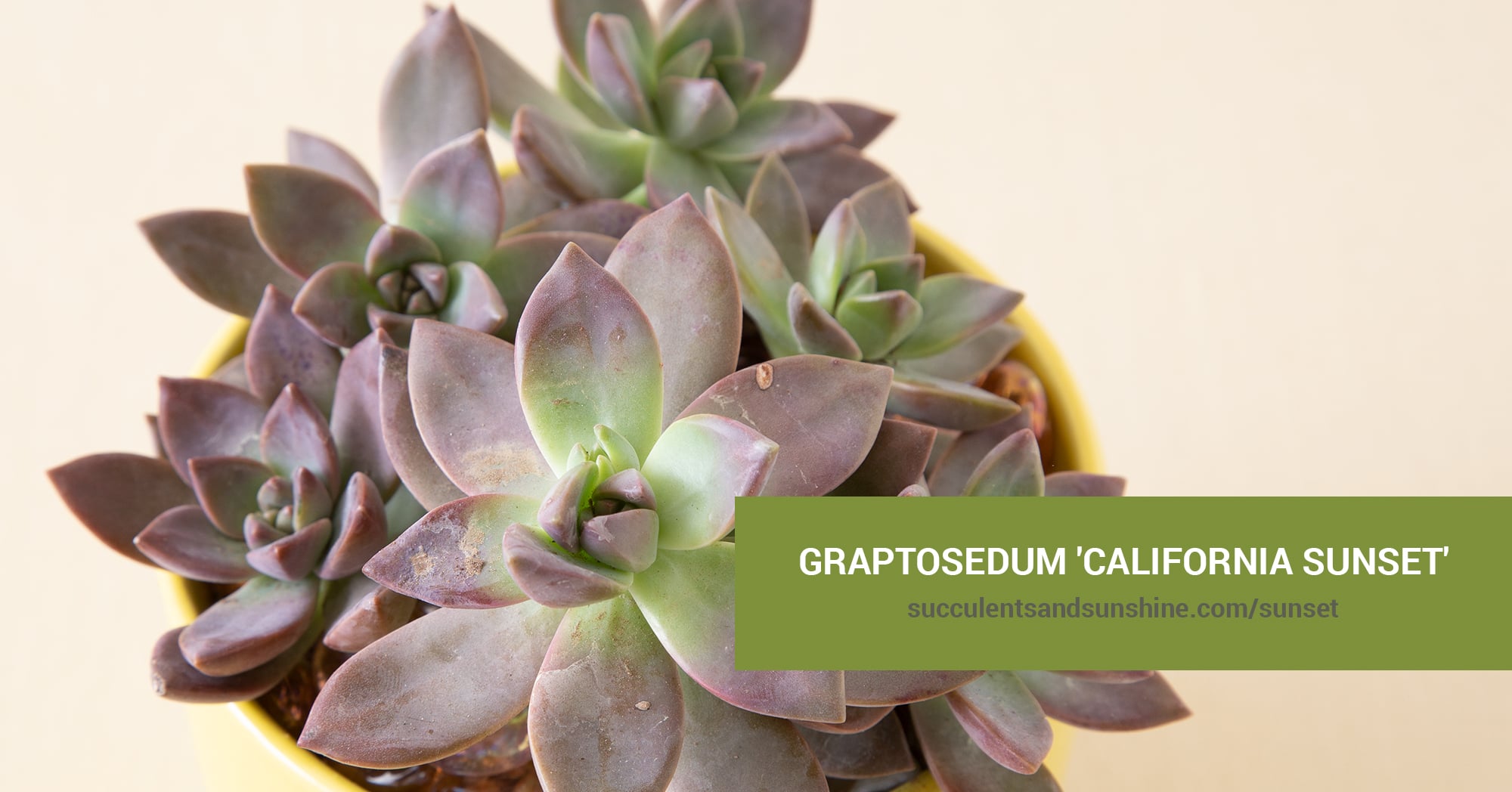 Graptosedum 'California Sunset' | Succulents and Sunshine
