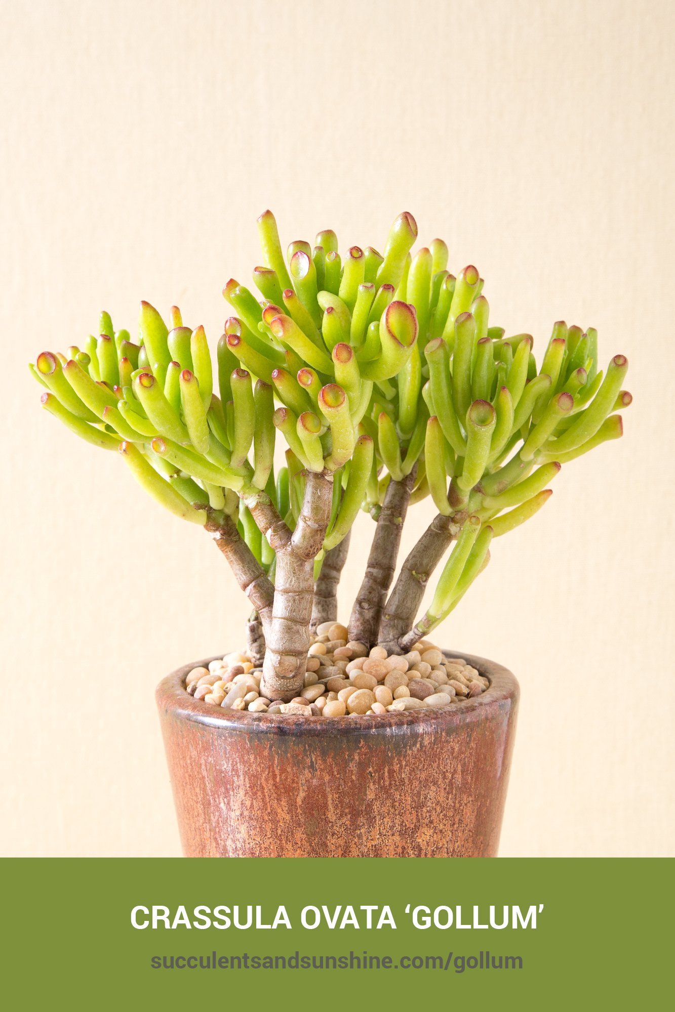 Crassula ovata ‘Gollum’ Succulents and Sunshine