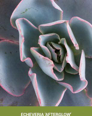 How to care for and propagate Echeveria 'Afterglow'