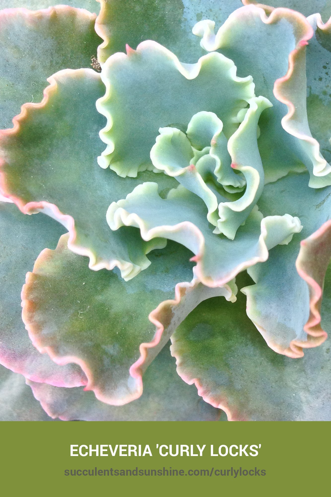 Echeveria ‘Curly Locks’ | Succulents and Sunshine
