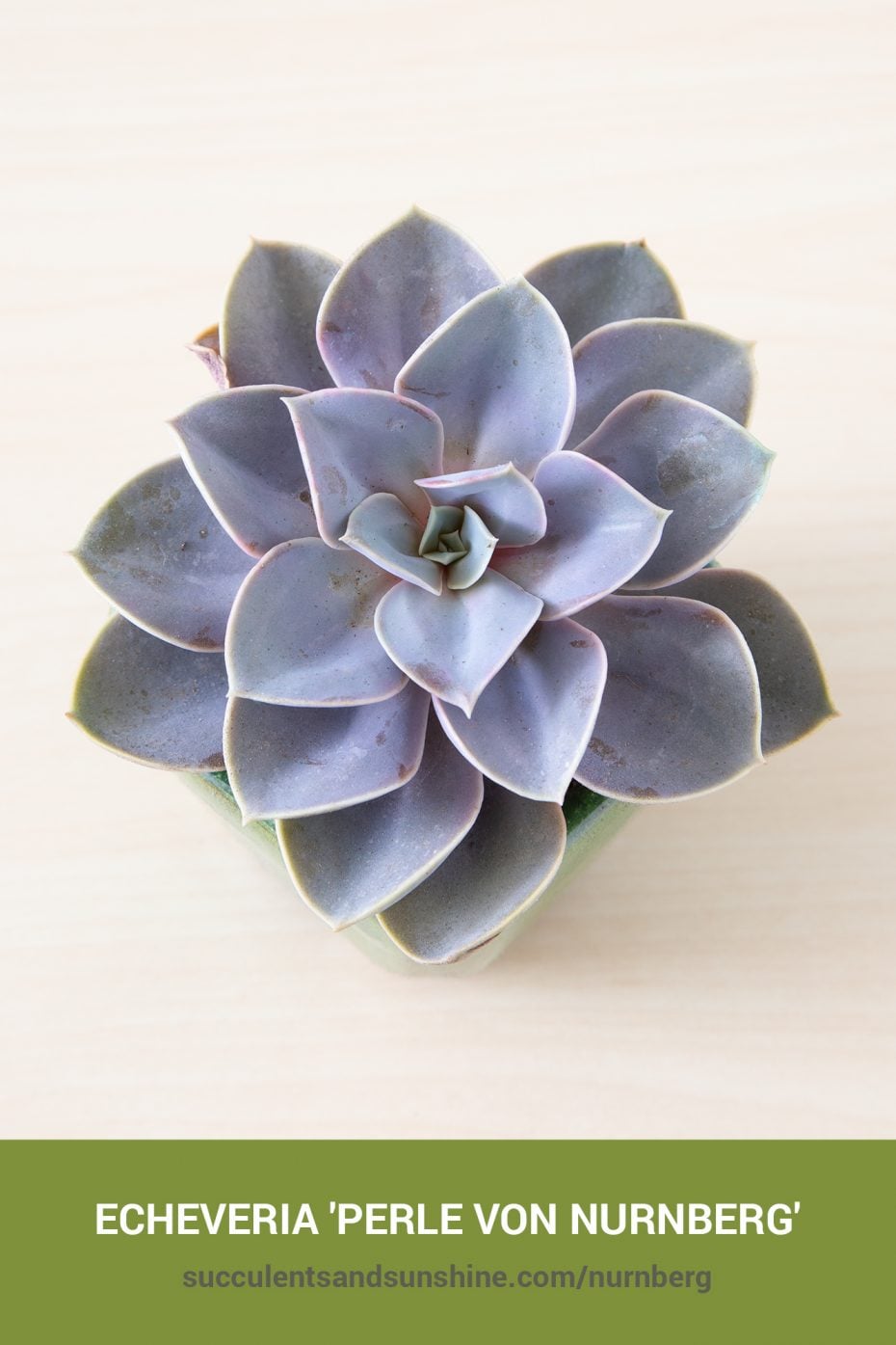 Echeveria 'Perle von Nurnberg' | Succulents and Sunshine