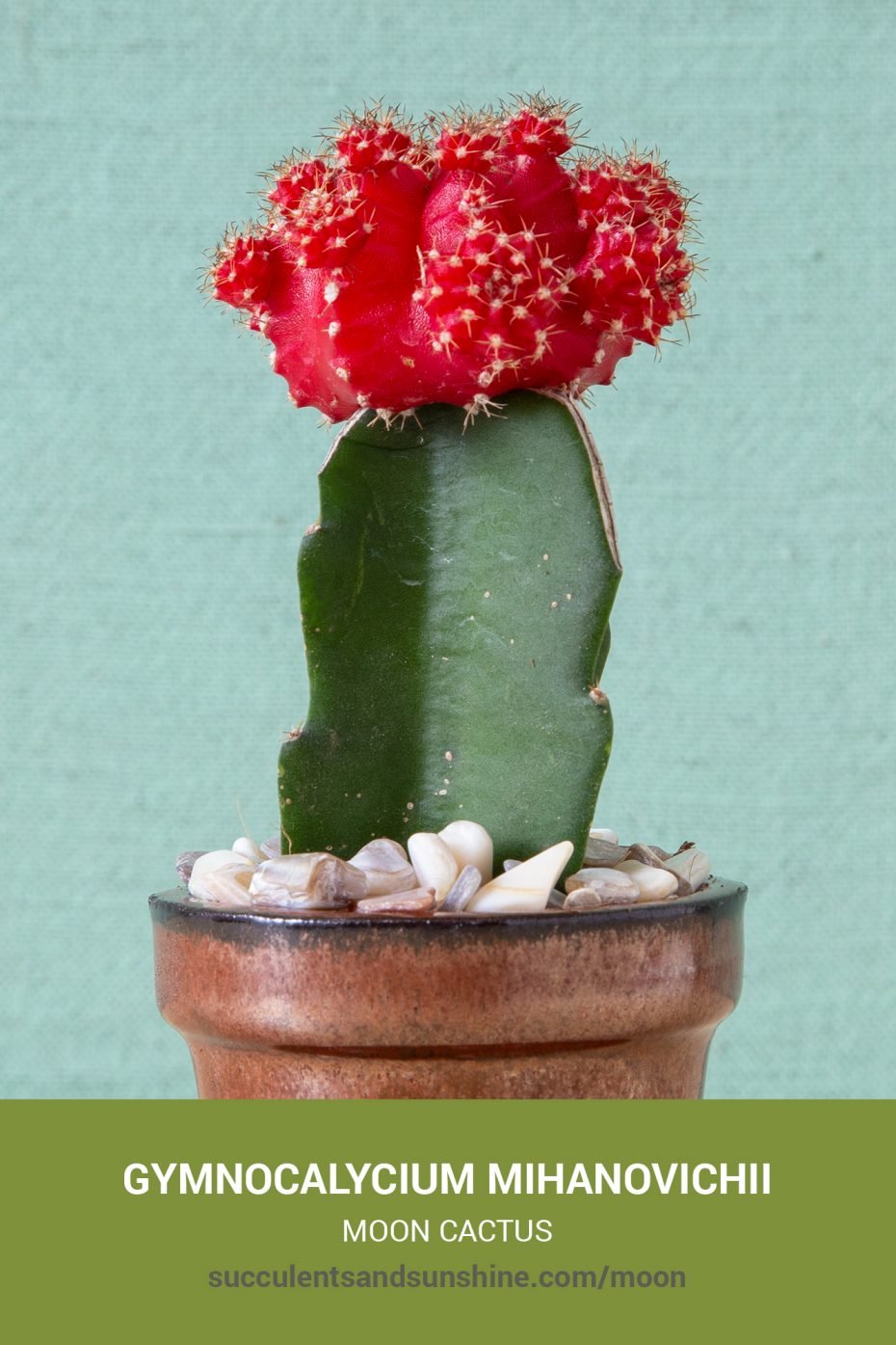 "Moon Cactus" Gymnocalycium mihanovichii Succulents and Sunshine