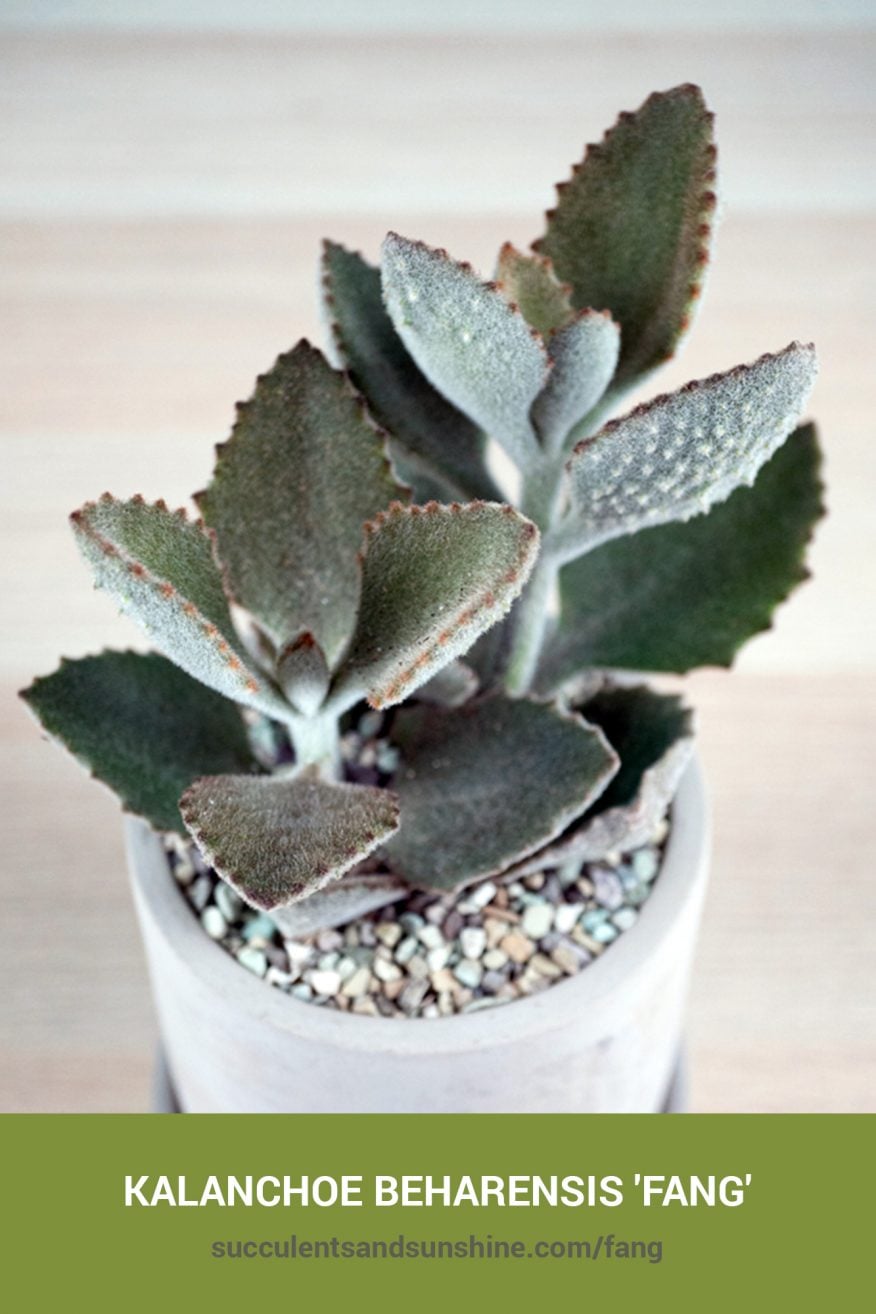 Kalanchoe Beharensis Fang Succulents And Sunshine kalanchoe-beharensis-fang-succulents-and-sunshine