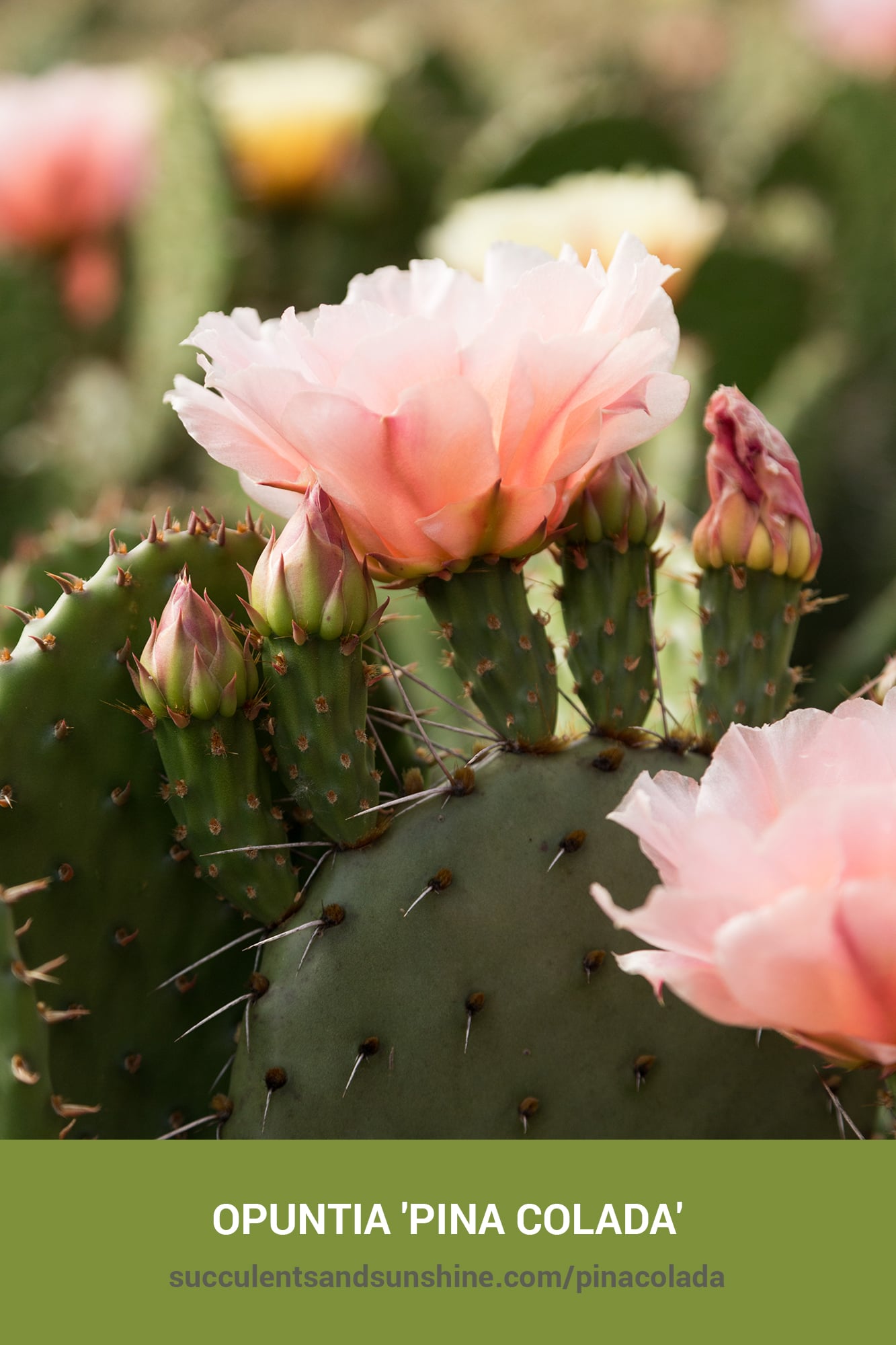 Opuntia ‘Pina Colada’ | Succulents and Sunshine