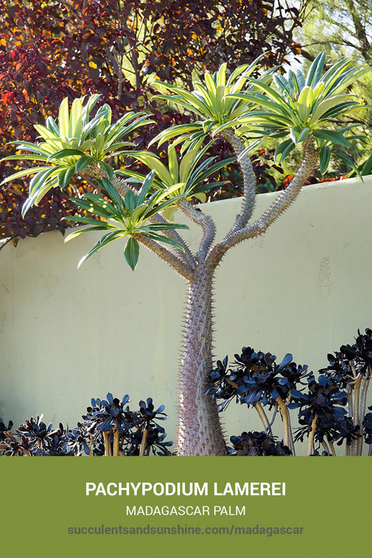 Pachypodium lamerei "Madagascar Palm" Succulents and Sunshine