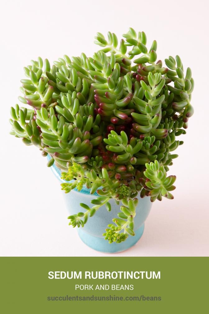 Sedum rubrotinctum "Pork and Beans" Succulents and Sunshine