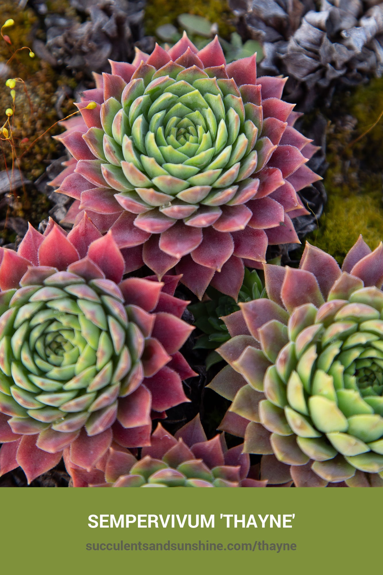 Sempervivum 'Thayne' | Succulents and Sunshine