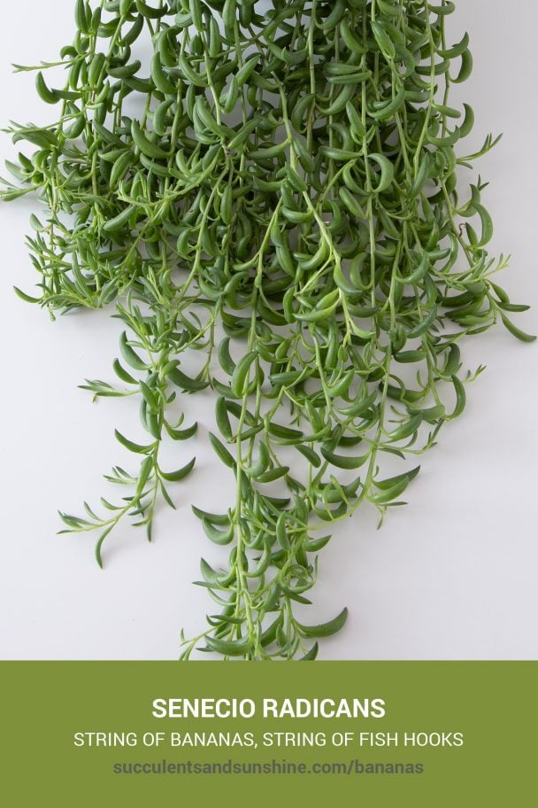 Senecio radicans Succulents and Sunshine