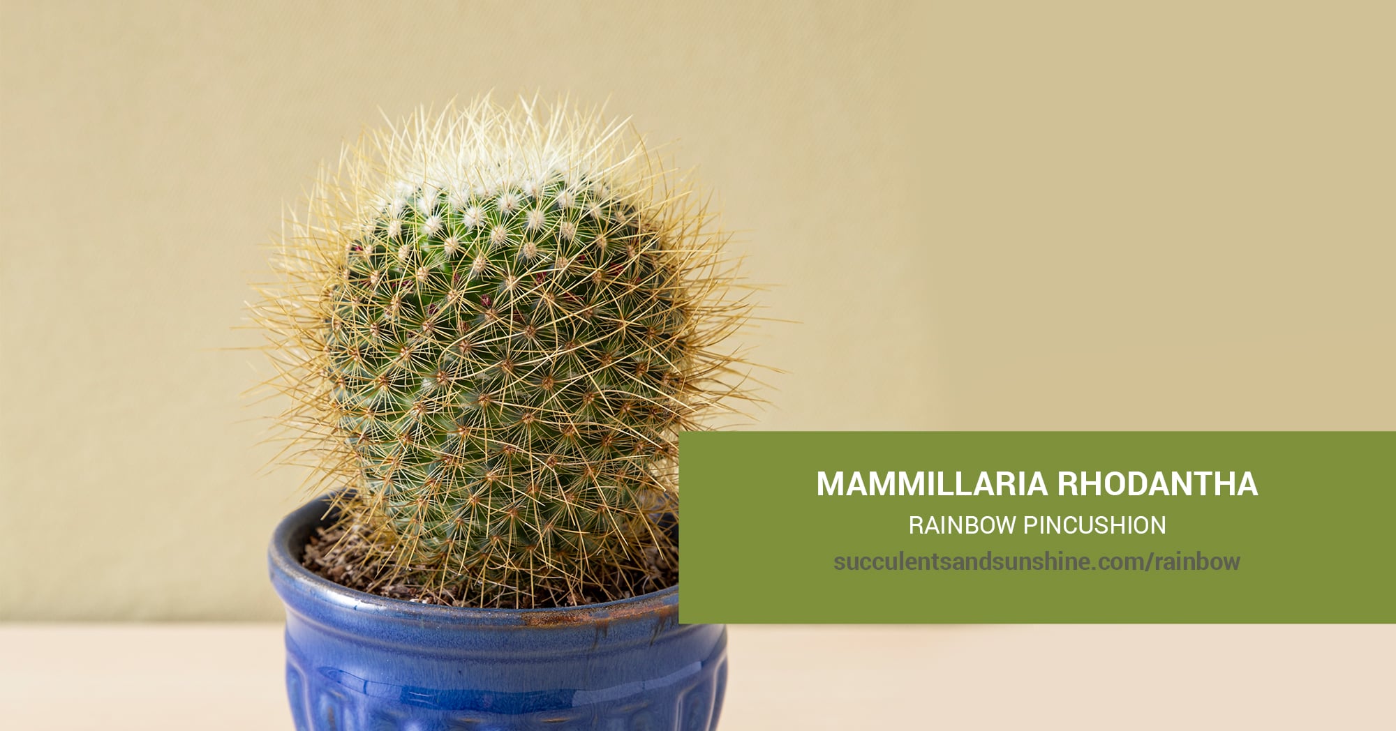 Mammillaria rhodantha "Rainbow Pincushion" | Succulents and Sunshine