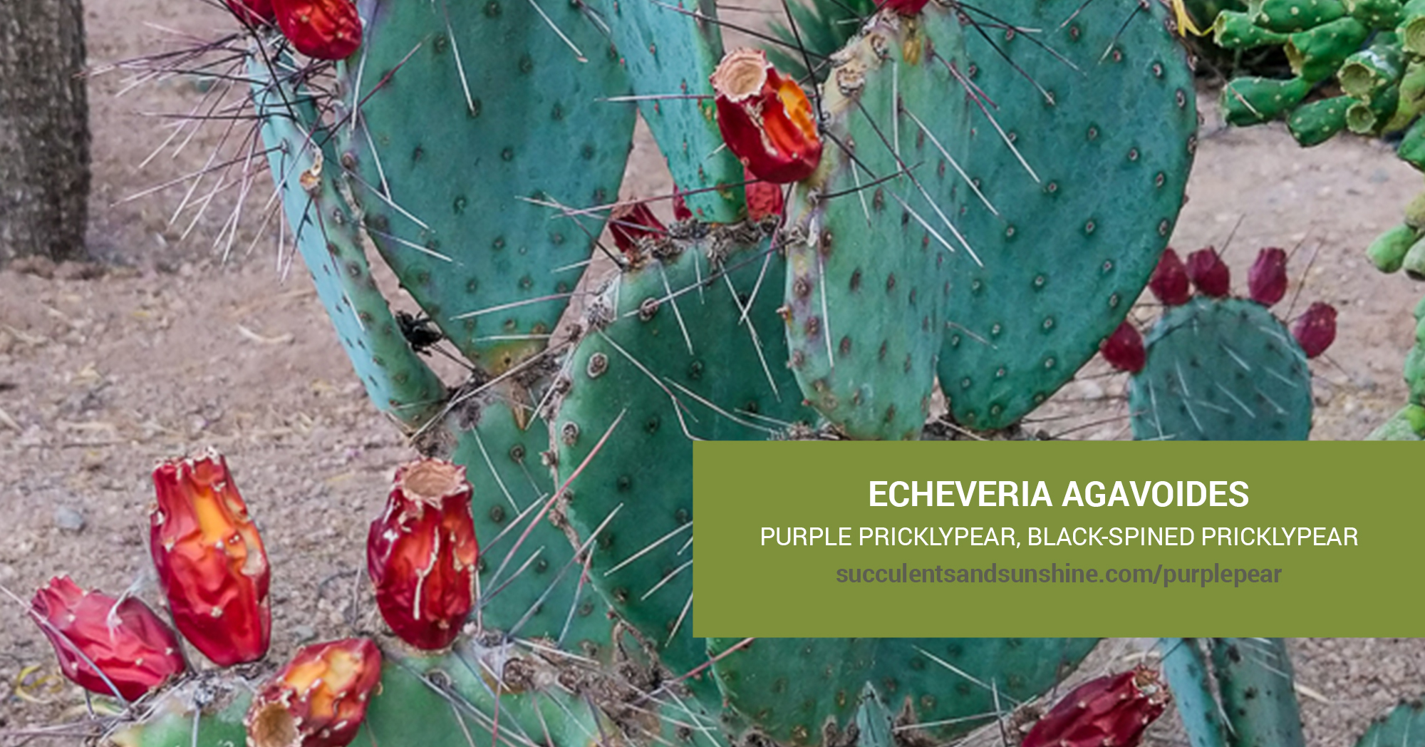 types of cereus cactus Peruvian Apple Cactus