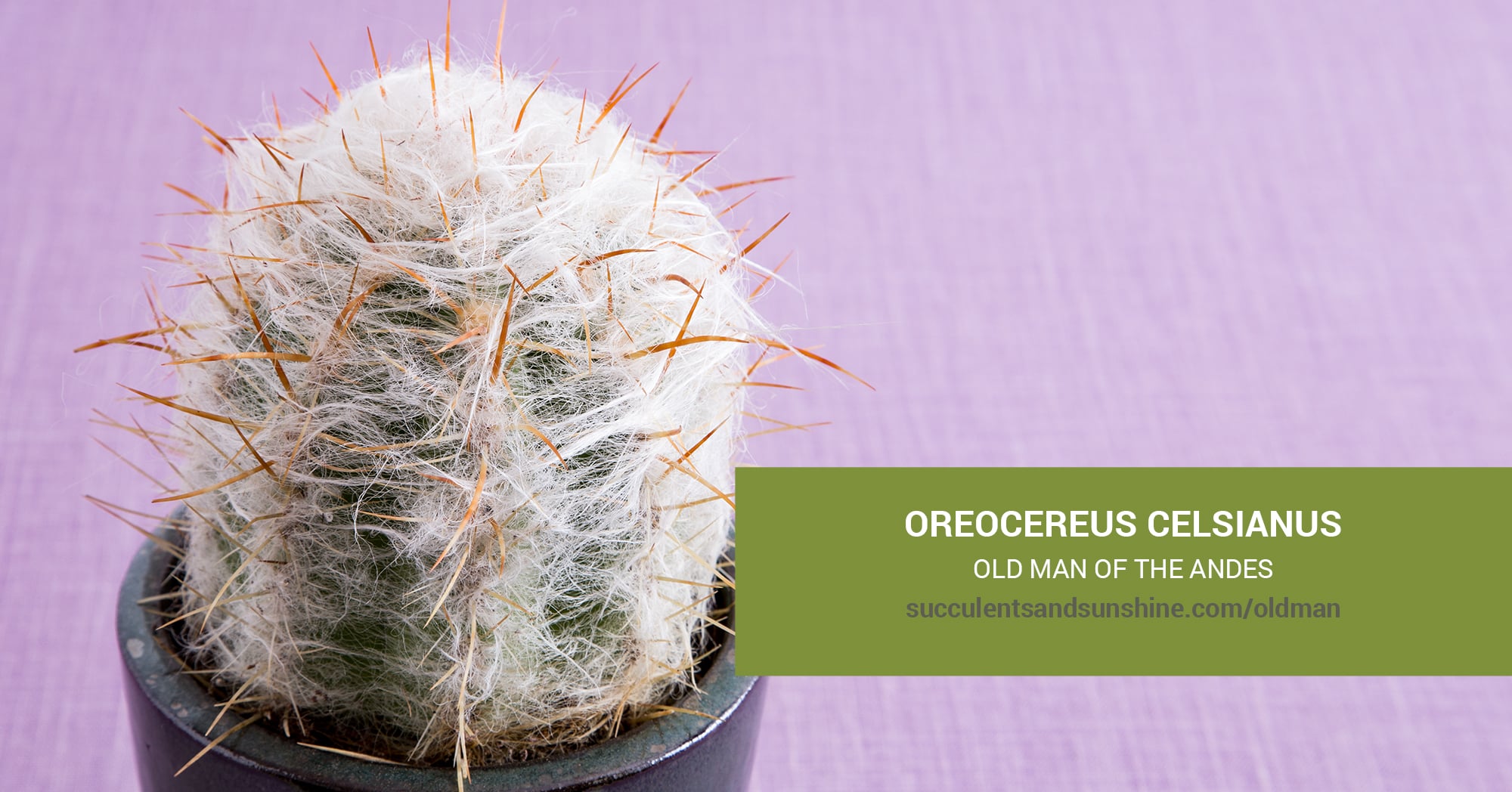 Oreocereus celsianus "Old Man of the Andes" | Succulents and Sunshine