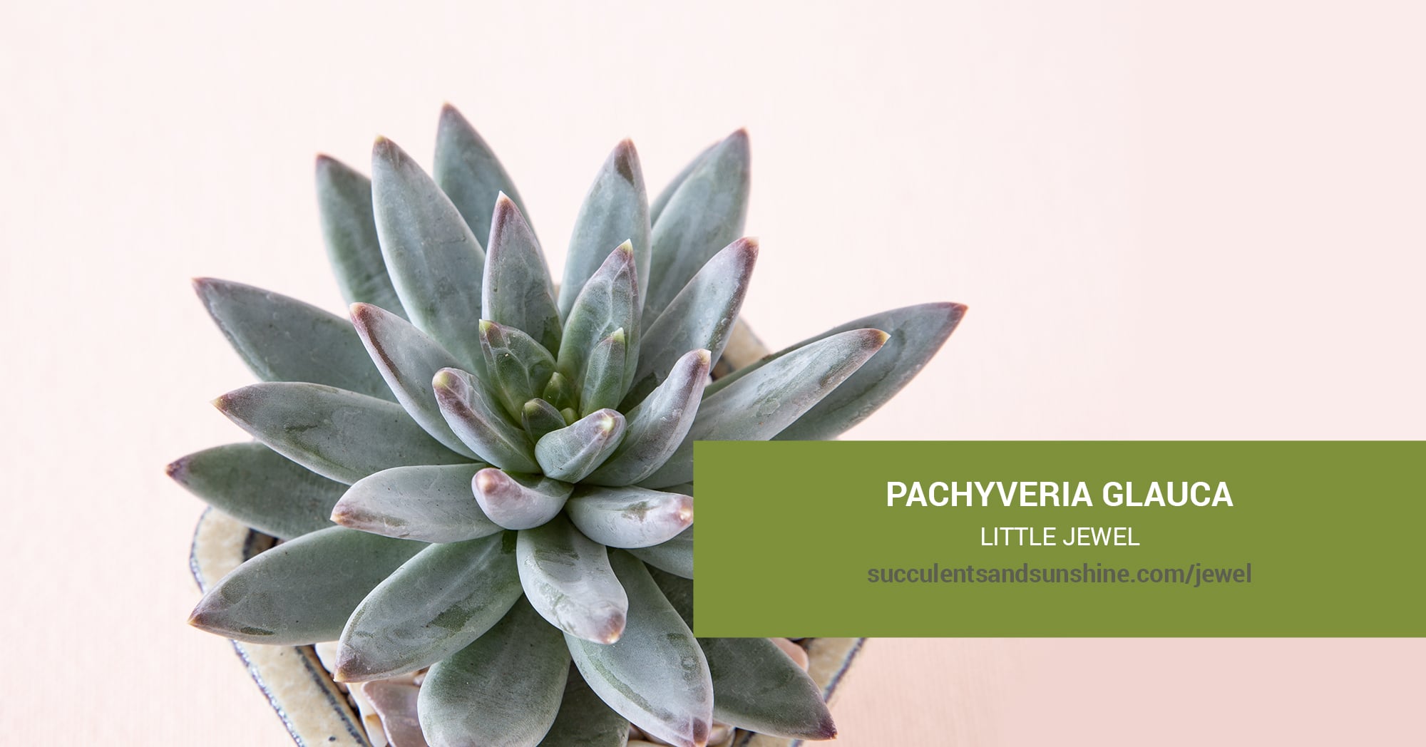 succulent pickle plant Delosperma echinatum 'Pickle Plant'