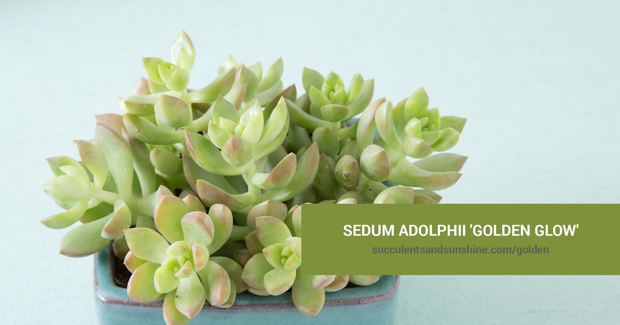 Sedum adolphii ‘Golden Glow’ | Succulents and Sunshine