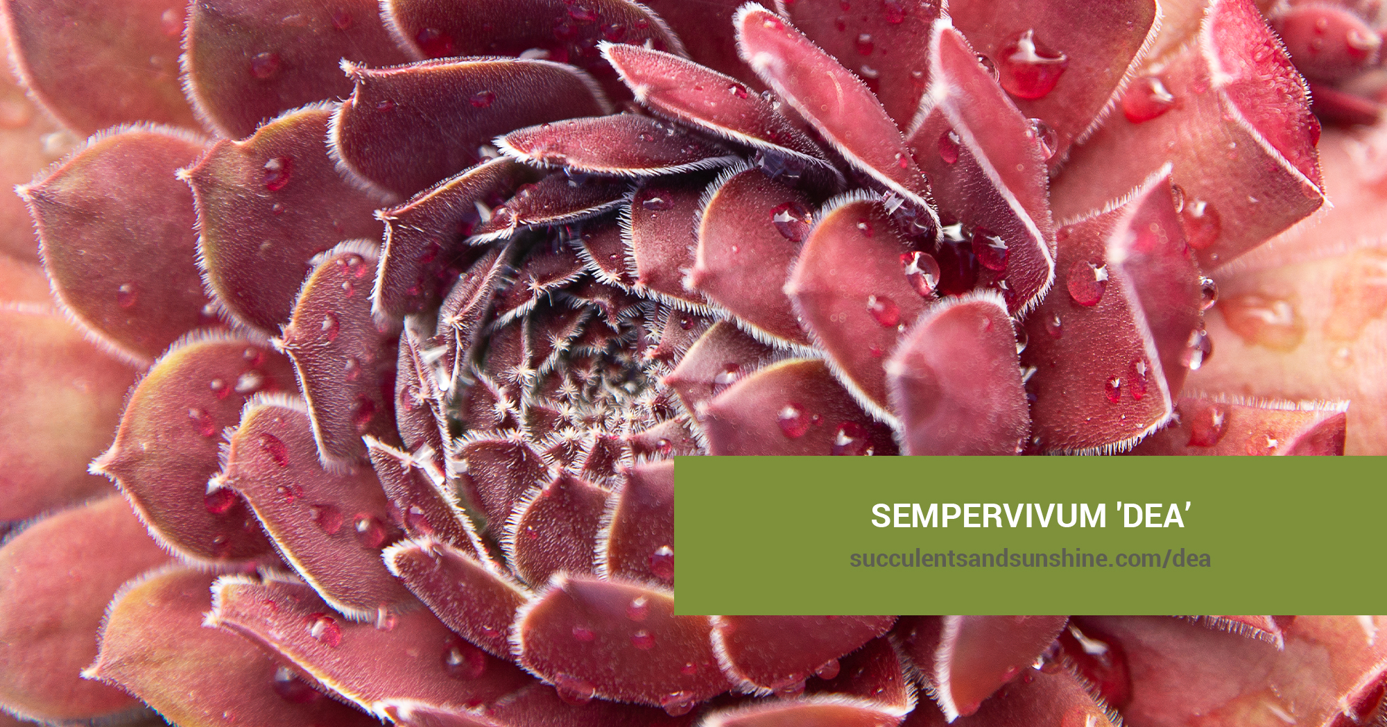 Sempervivum 'Dea' | Succulents and Sunshine