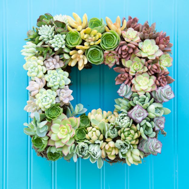 How to Make a Living Succulent Wreath | Succulents and Sunshine