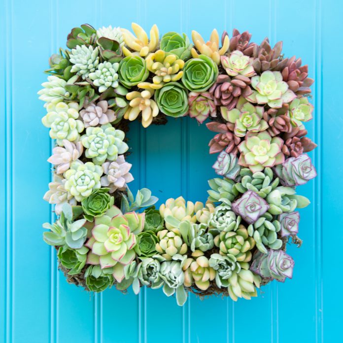 How to Make a Living Succulent Wreath | Succulents and Sunshine