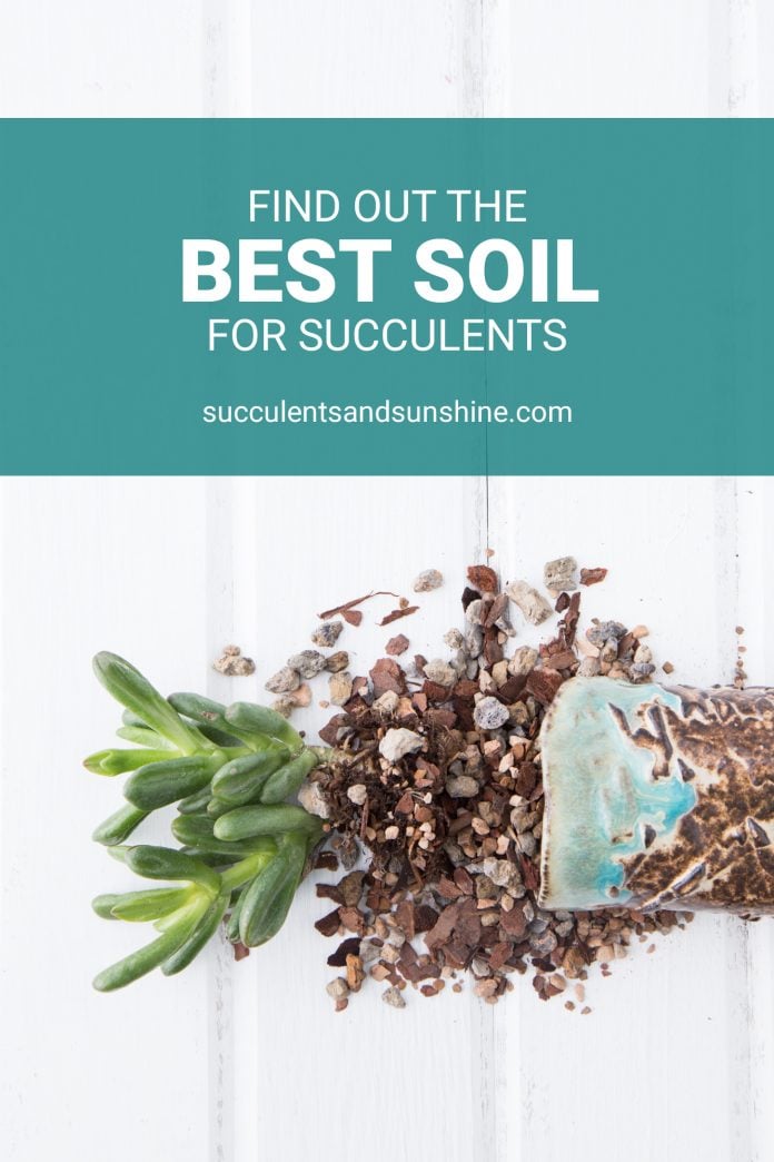 Best Soil for Succulents - DIY and Pre-Mixed Options | Succulents and ...