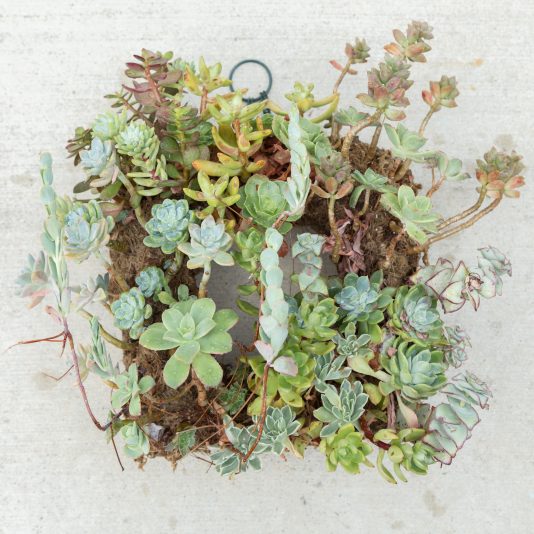 How to Maintain a Succulent Wreath | Succulents and Sunshine