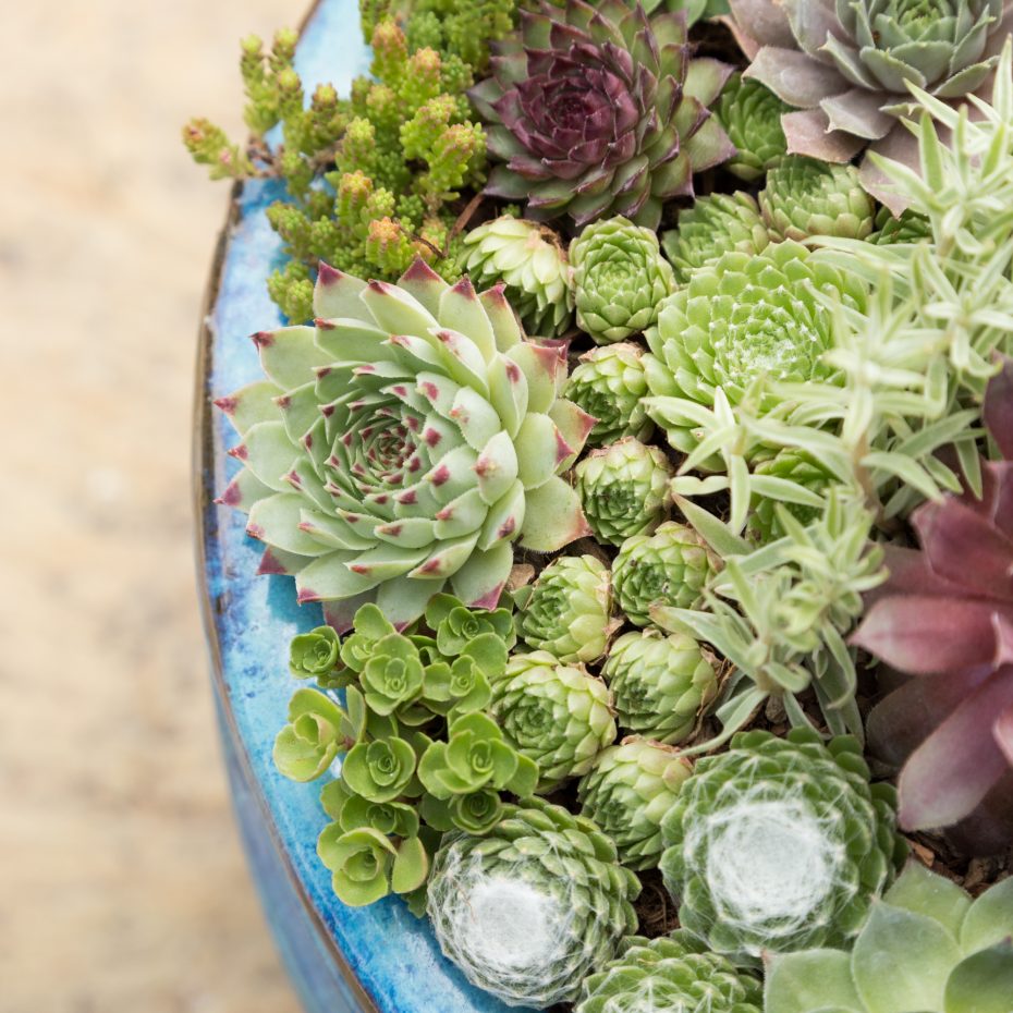 Succulents for Sale | Best places to buy colorful succulents