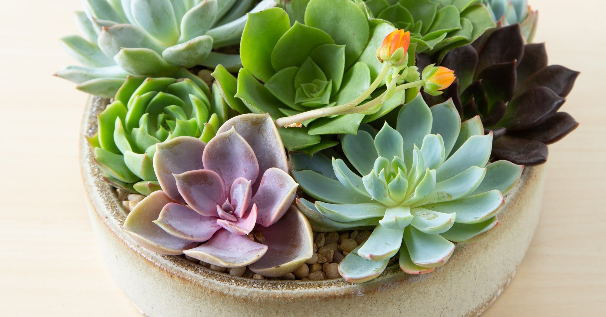 Healing Succulent Plants Nyt
