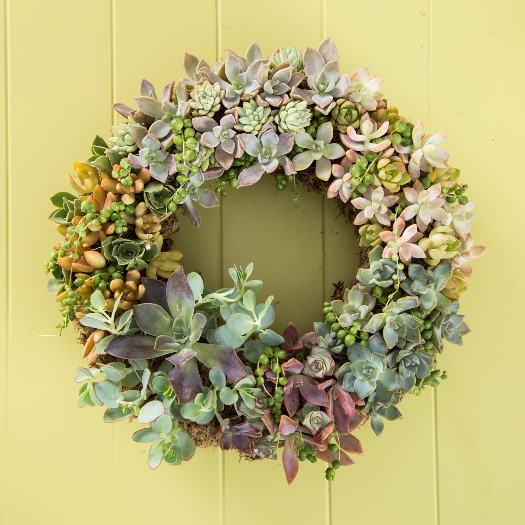 How to Make a Living Succulent Wreath Succulents and Sunshine