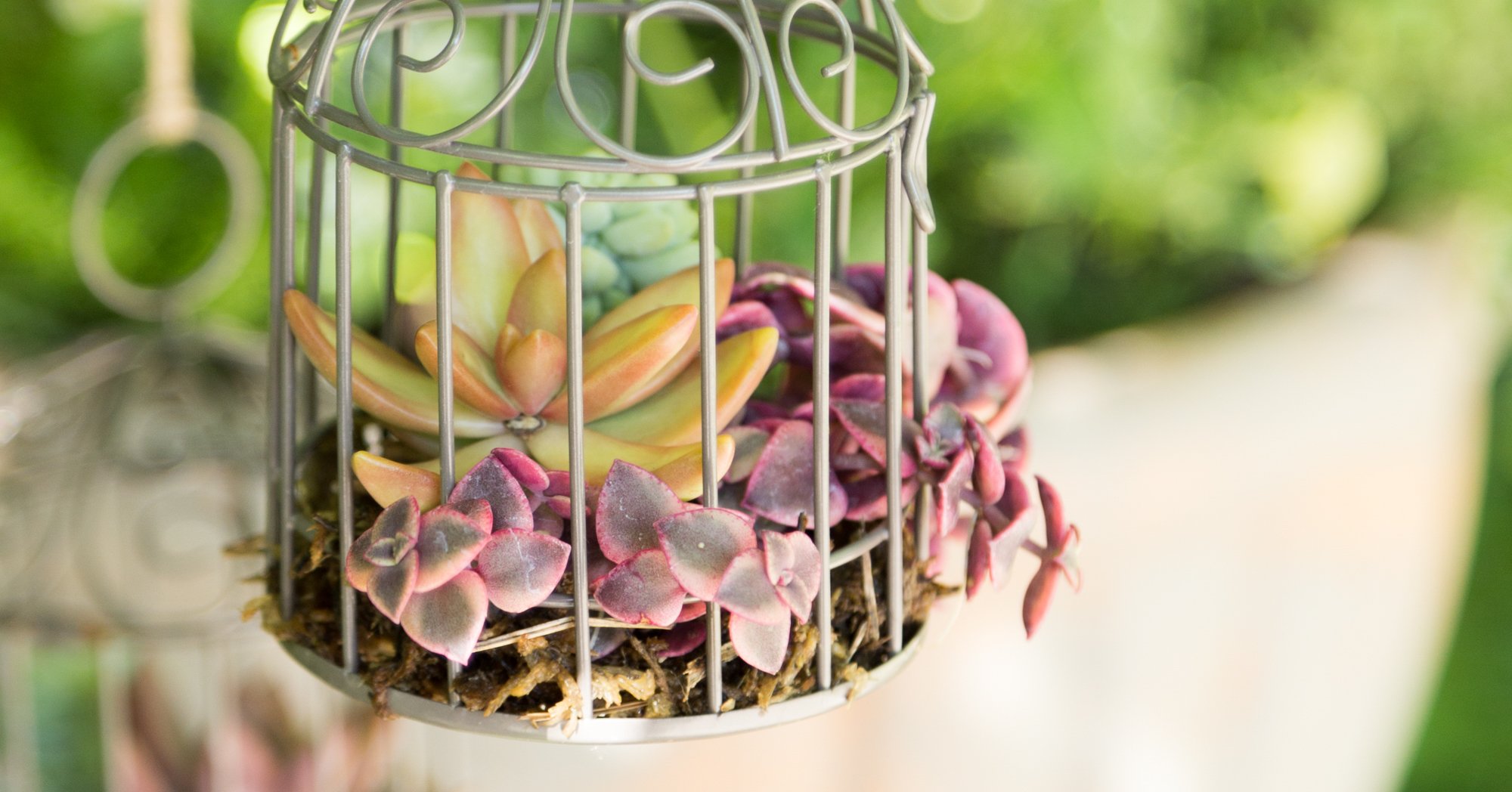 Miniature Succulent Bird Cages Succulents and Sunshine