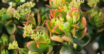 Succulent Lovers Club (Special Offer) bright hummels sunset crassula blooming