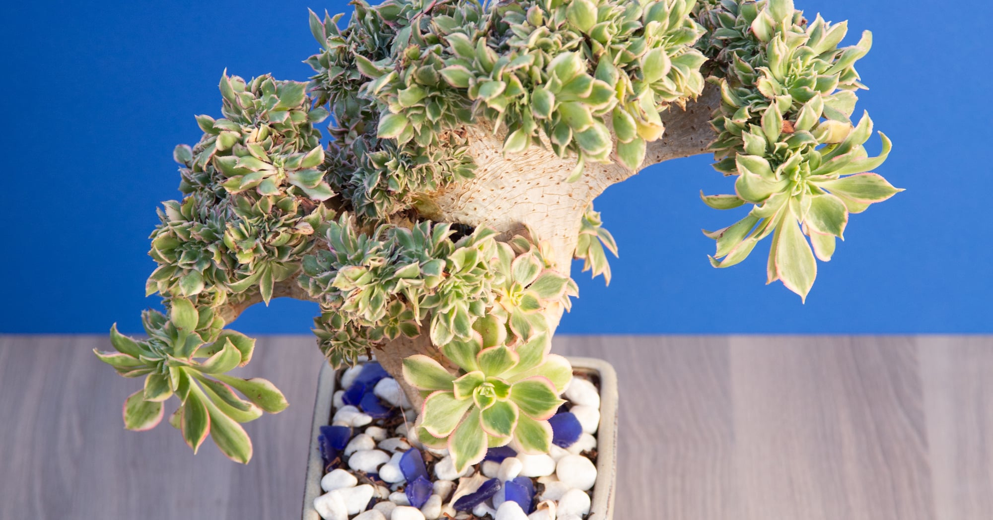 3d printed moss pole 3D Printed Moss Poles – Soil Ninja main image 0