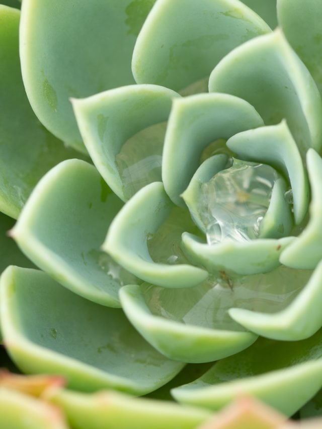 The Best Way to Water Succulents Succulents and Sunshine
