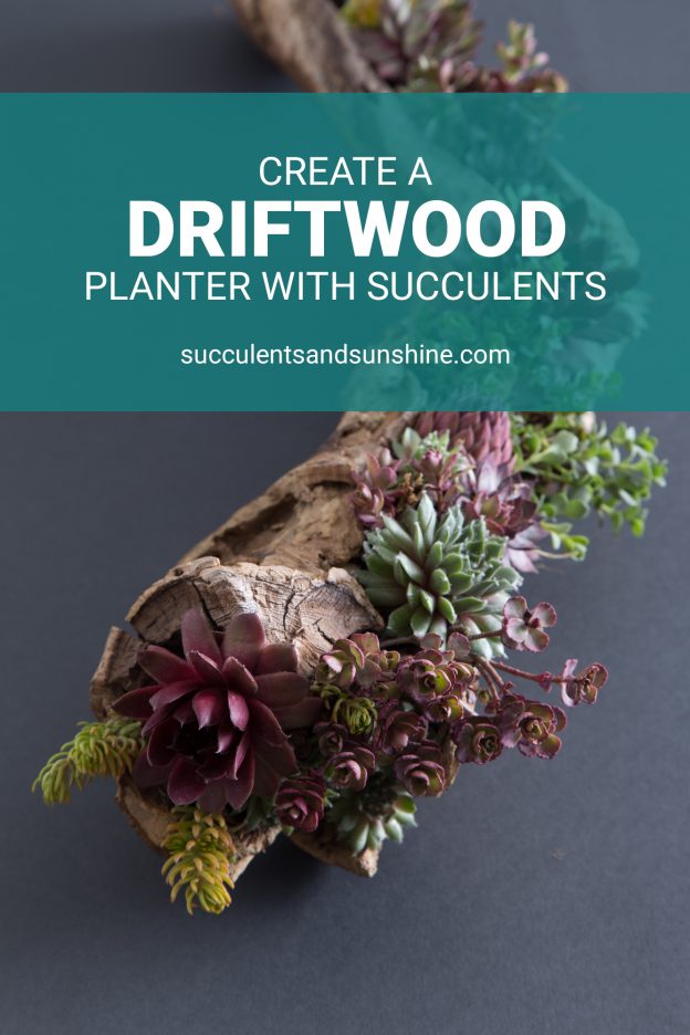 DIY Driftwood Planter Filled with Succulents Succulents and Sunshine