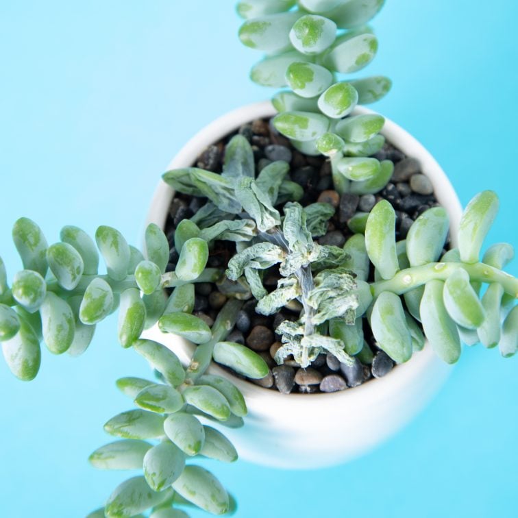 Help! My succulent is dying! Succulents and Sunshine