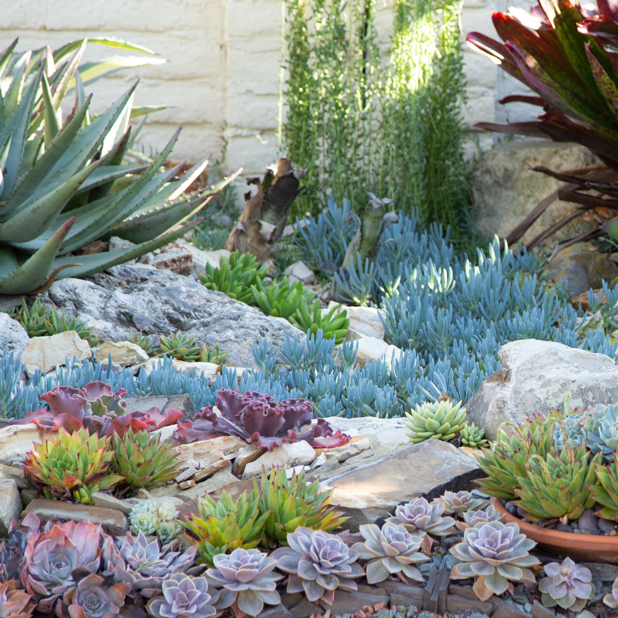 Sherman Gardens Succulent Tapestry and Courtyard | Succulents and Sunshine
