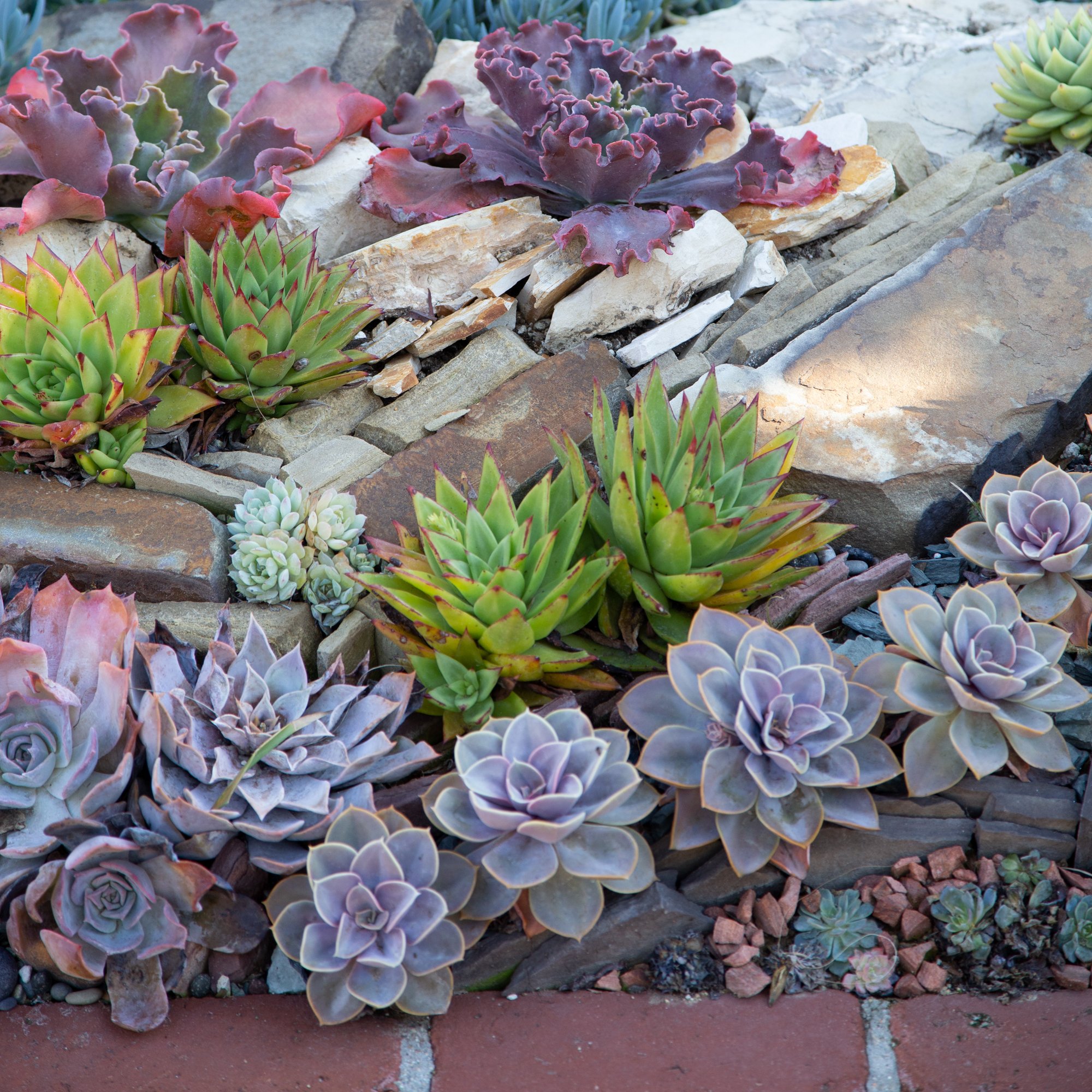 Sherman Gardens Succulent Tapestry and Courtyard | Succulents and Sunshine