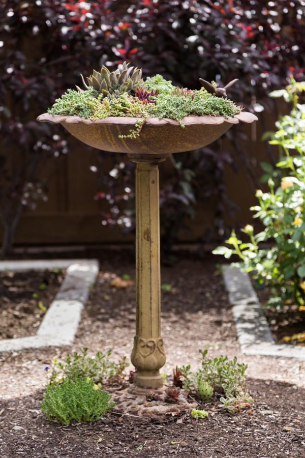 How to Plant Succulents in a bird bath Succulents and Sunshine