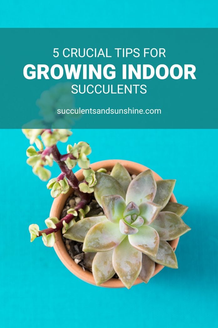 How to Care for Succulents Indoors | Succulents and Sunshine