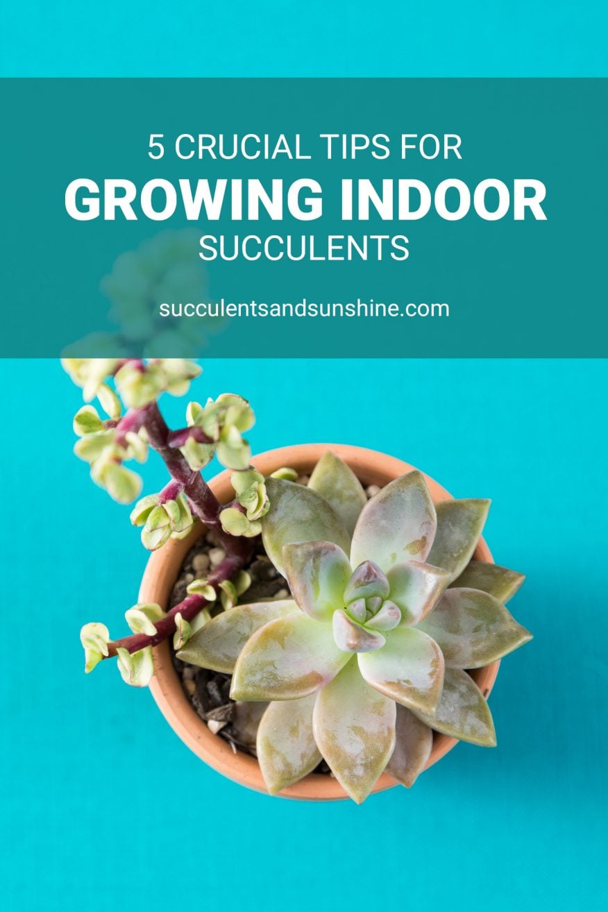 How to Care for Succulents Indoors | Succulents and Sunshine