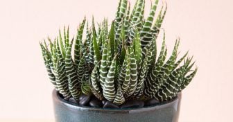 Succulent Lovers Club (Special Offer) haworthiopsis fasciata zebra plant close up