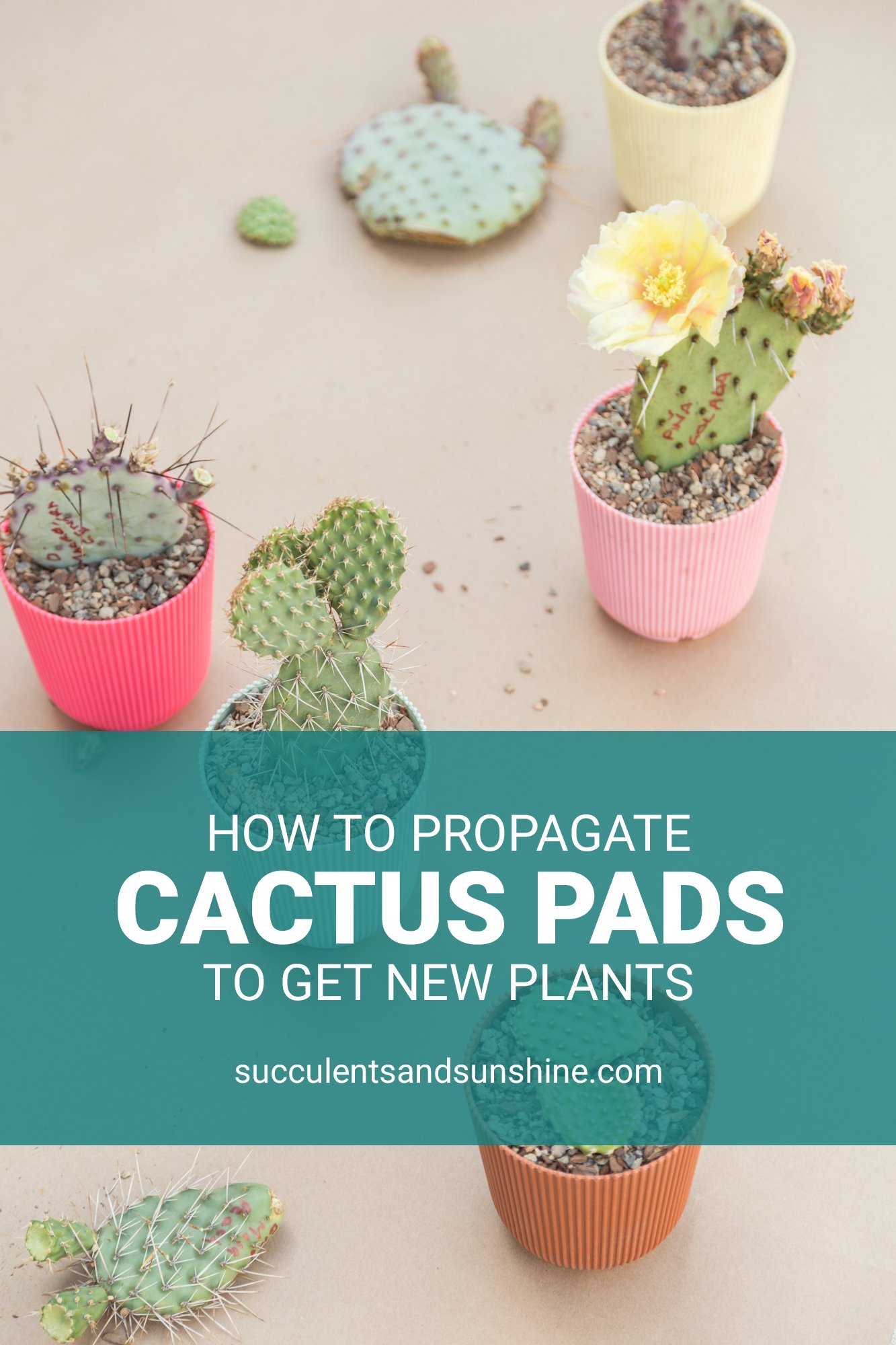 How to Propagate Cactus Pads Succulents and Sunshine