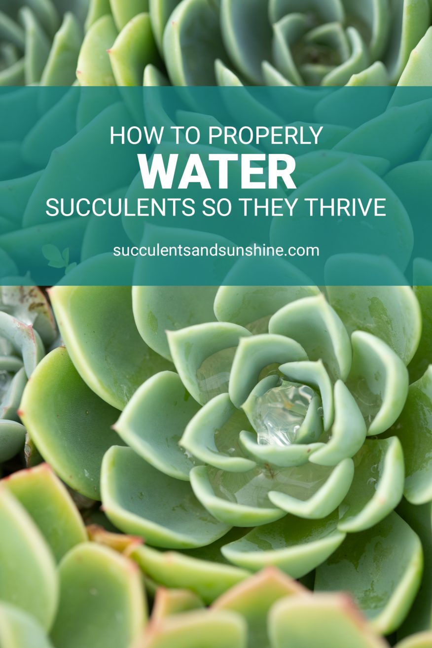How to Water Succulent Plants Succulents and Sunshine